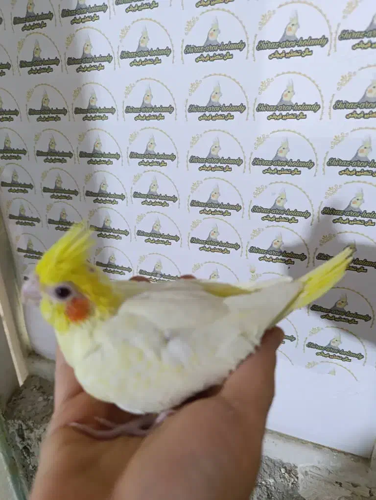 عروس هلندی سرلاک نرمخور دونخور جفت|پرنده|شیراز, شهرک صدا و سیما|دیوار