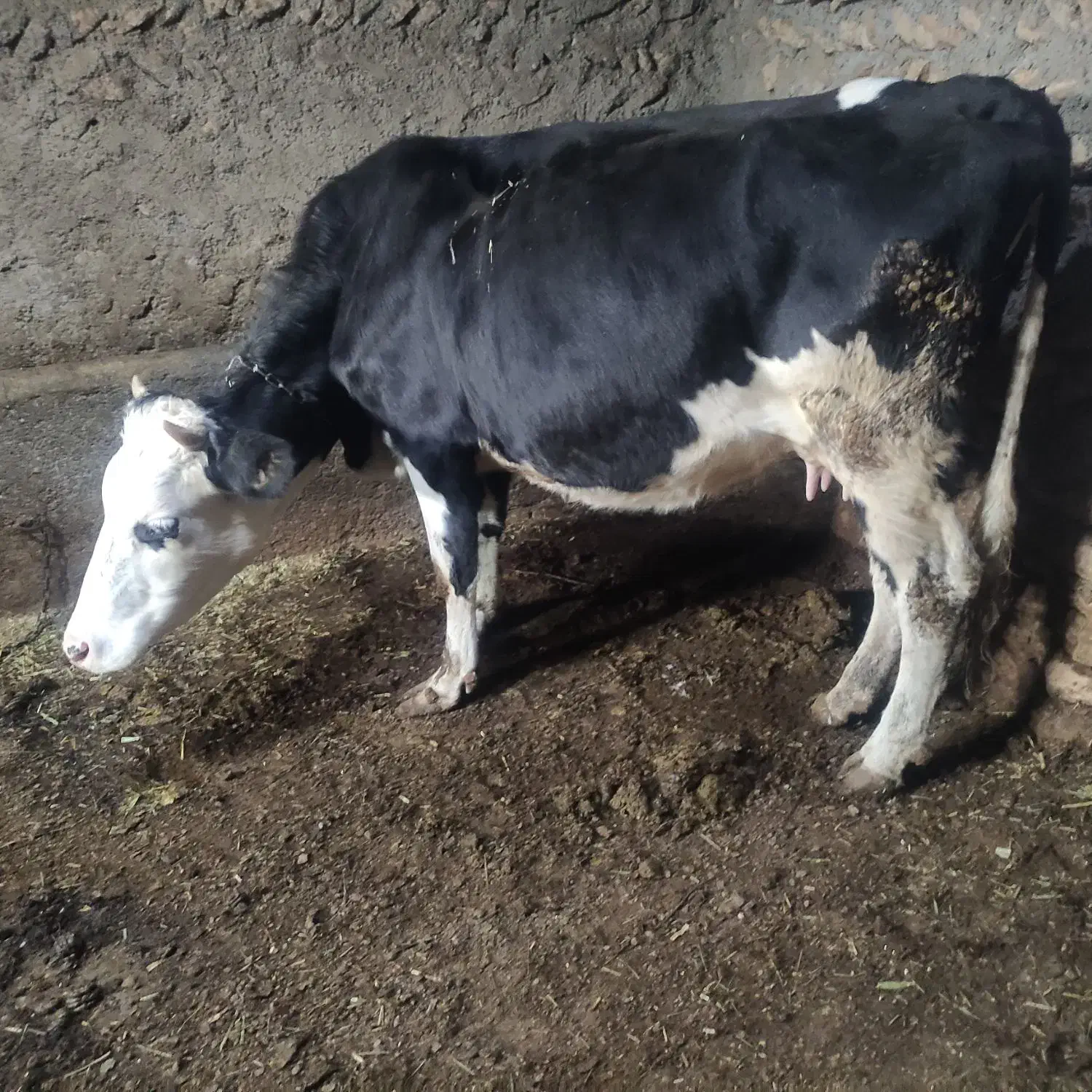 دو تا گاو شیری|حیوانات مزرعه|تکاب, |دیوار