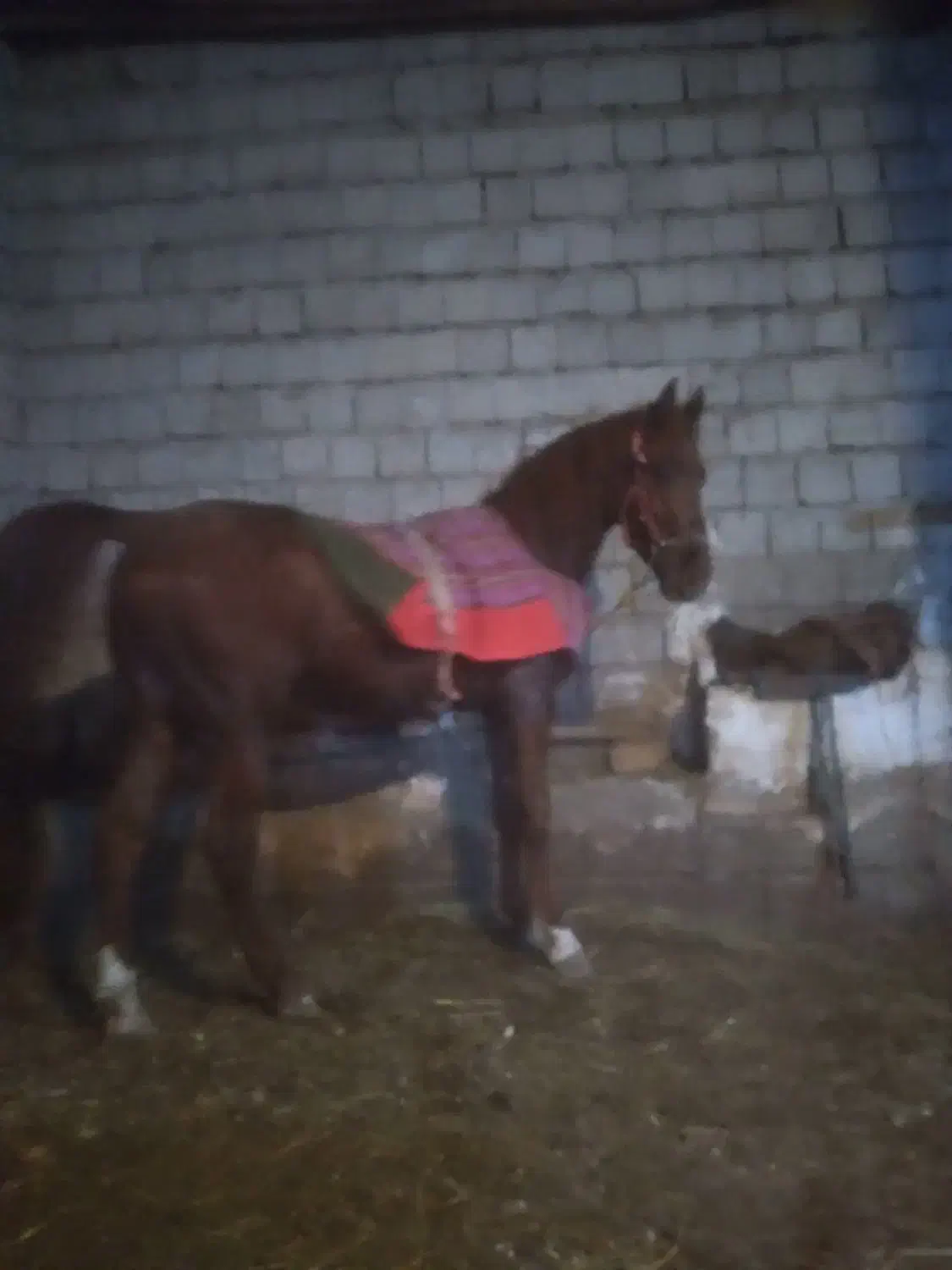 فروش نریان ۴ ساله|اسب و تجهیزات اسب‌سواری|میاندوآب, |دیوار