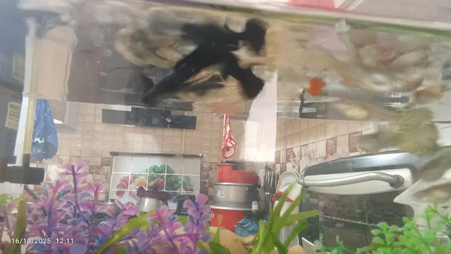 ماهی گوپی با اکواریوم|ماهی|فسا, |دیوار