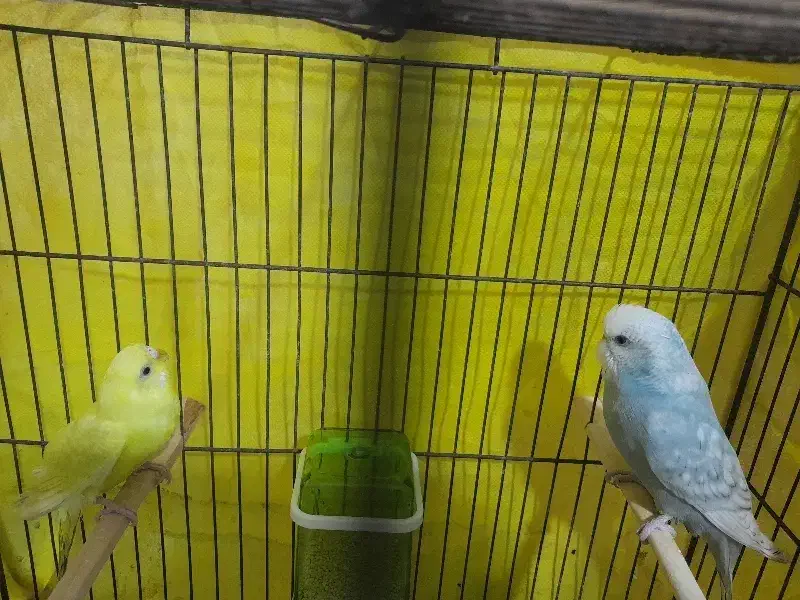 مرغ عشق دستی|پرنده|قزوین, |دیوار