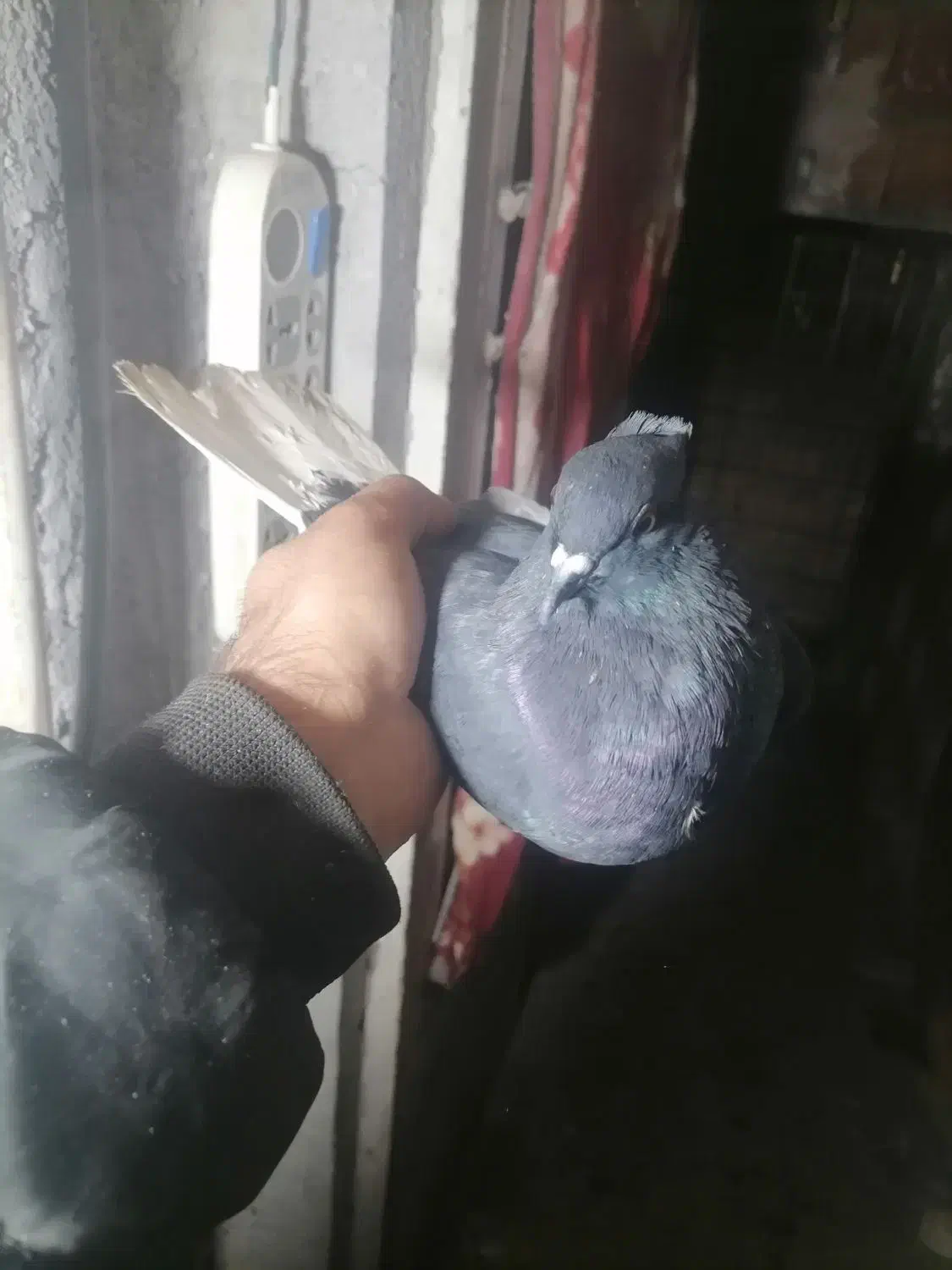 سه تاکلاغ دمسفید|پرنده|زرند, |دیوار