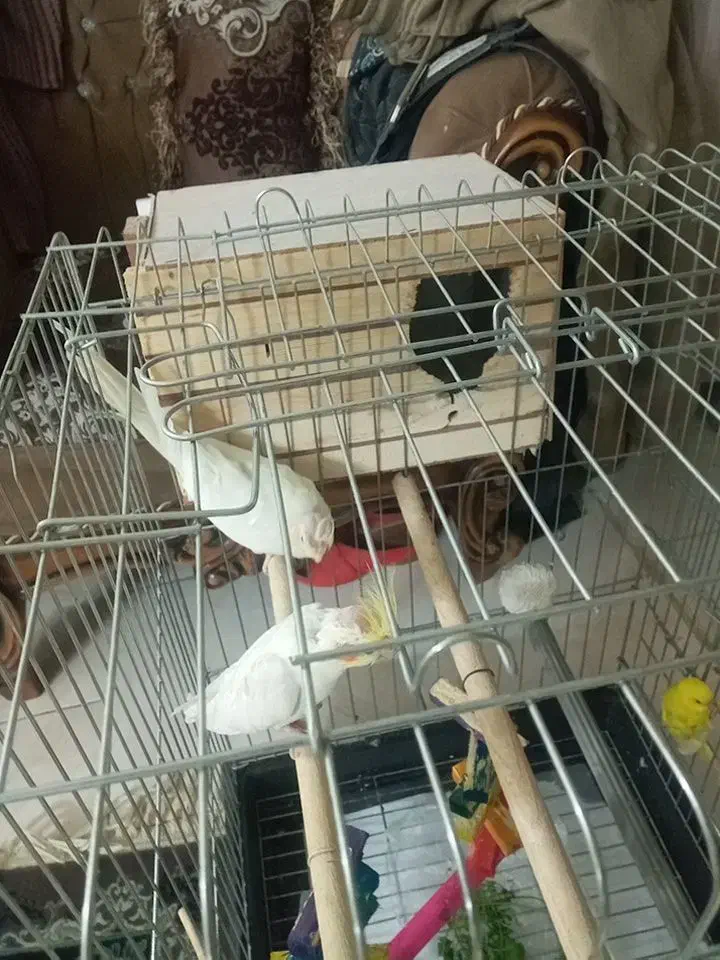 یه جفت عروس هلندی لوتینو چشم شرابی|پرنده|کرج, حصارک بالا|دیوار