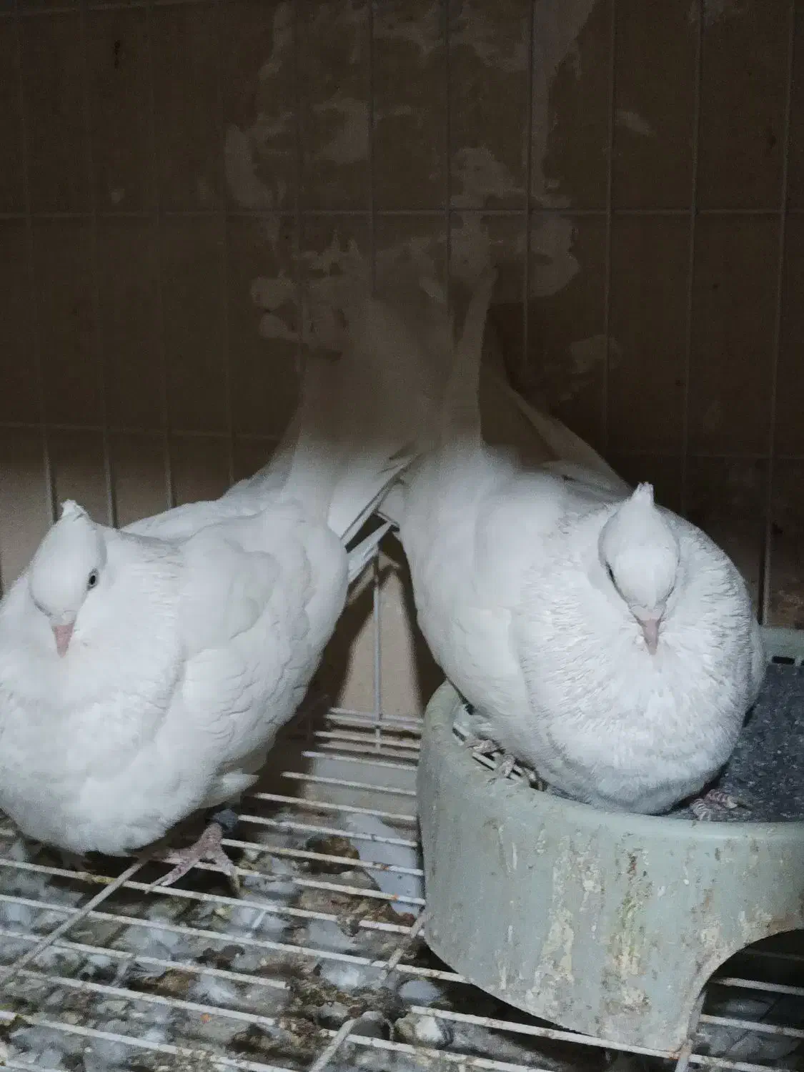 سفید اراکی|پرنده|آبپخش, |دیوار