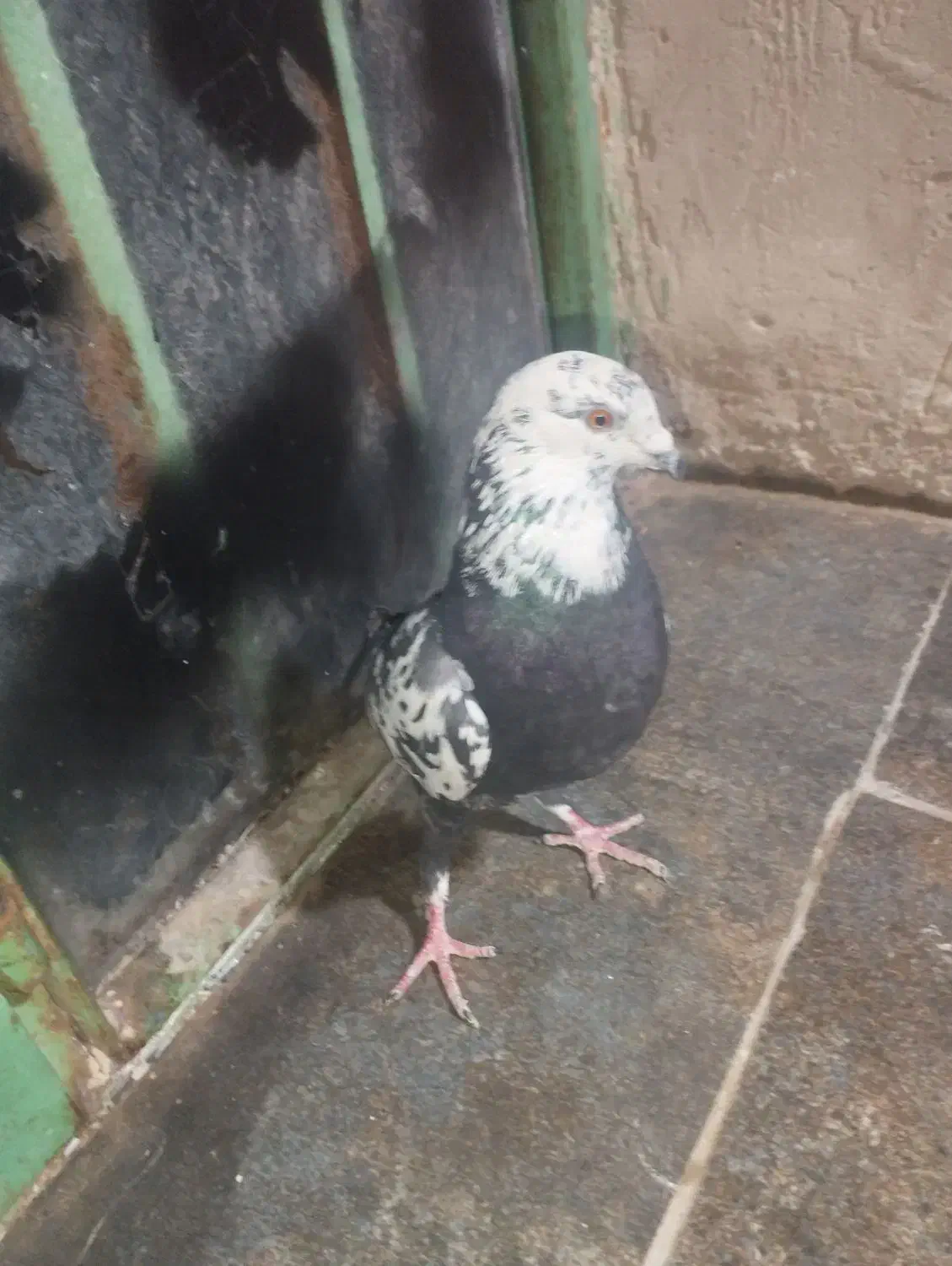 کبوترجوگی فروشی|پرنده|کورین, |دیوار