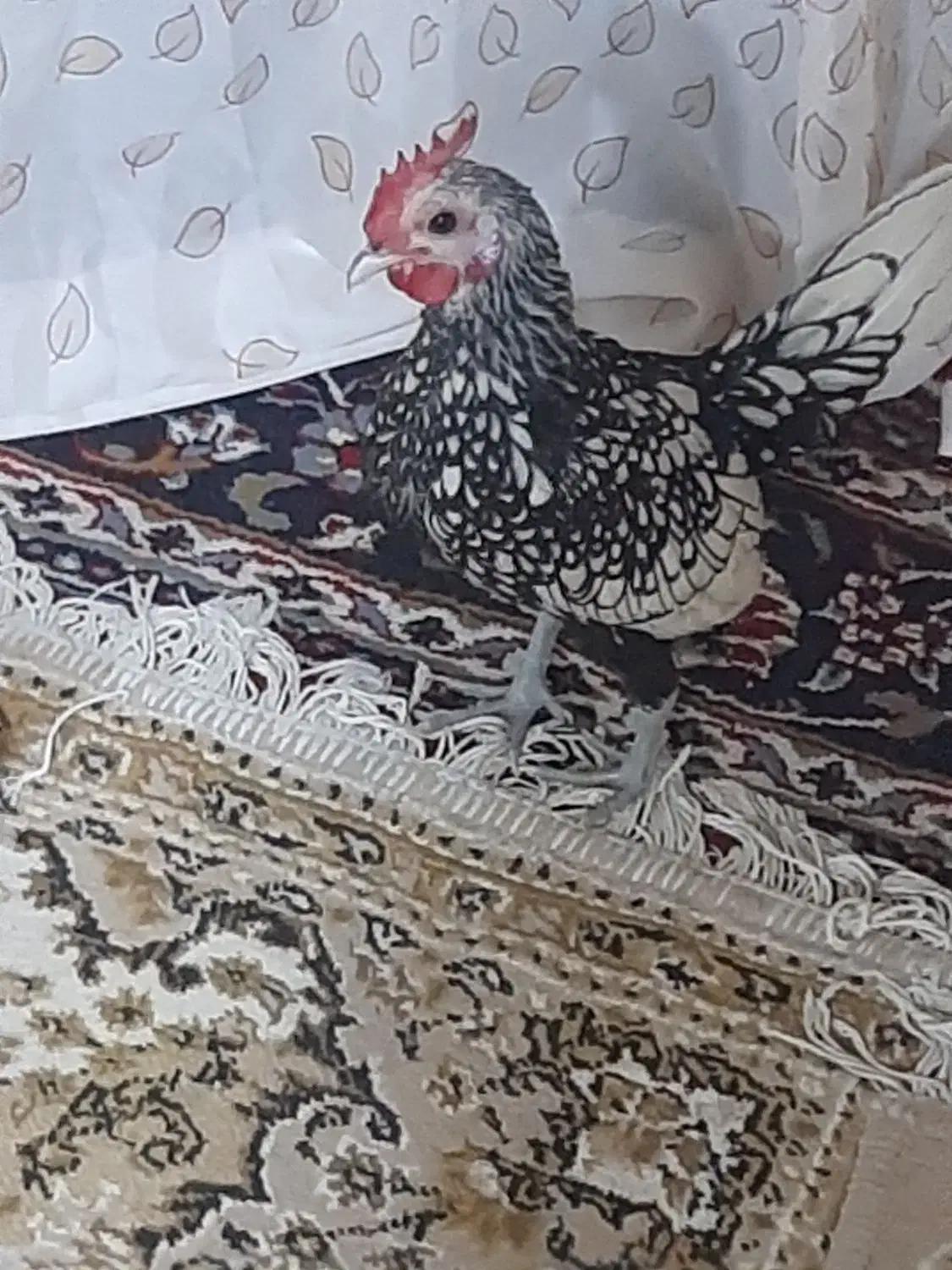 مرغ و خروس مینیاتوری|پرنده|اسلامشهر, ده عباس|دیوار