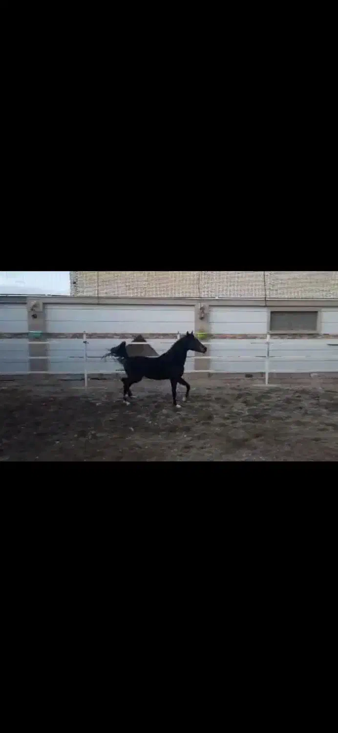 اسب نریان سیاه پنج نشان|اسب و تجهیزات اسب‌سواری|برخوار, |دیوار