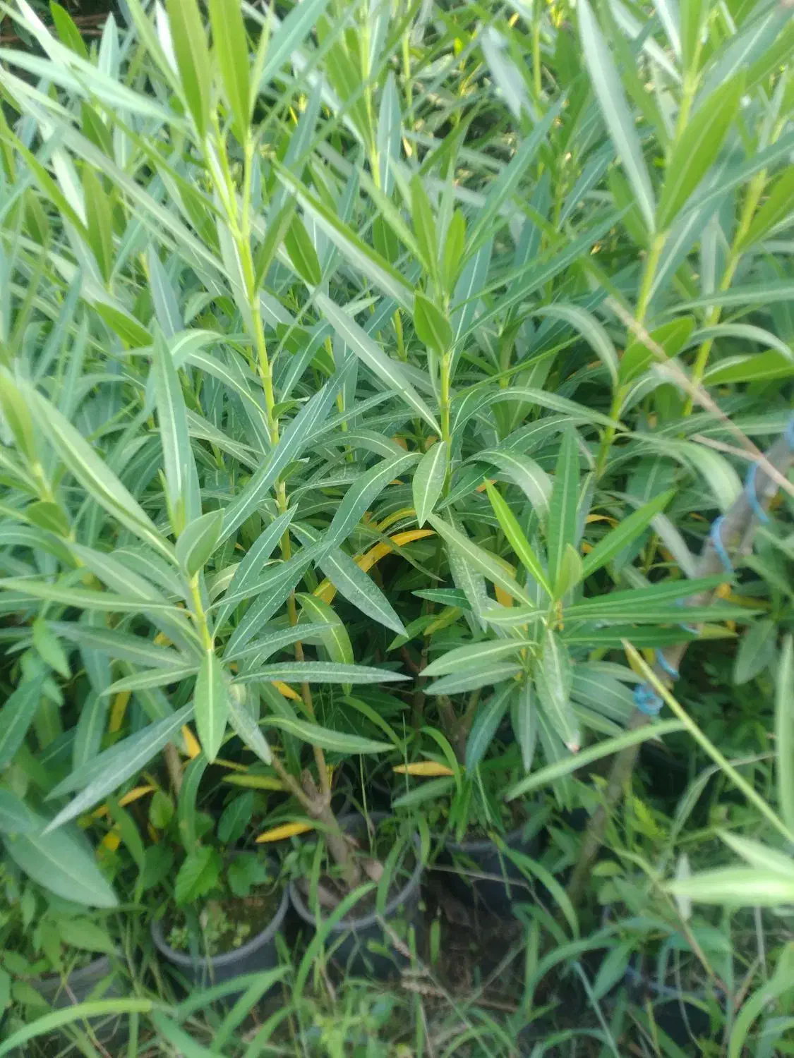 پاپیتال پاکتی ، خرزهره سطل سه و نیم|خدمات باغبانی و درختکاری|چابکسر, |دیوار