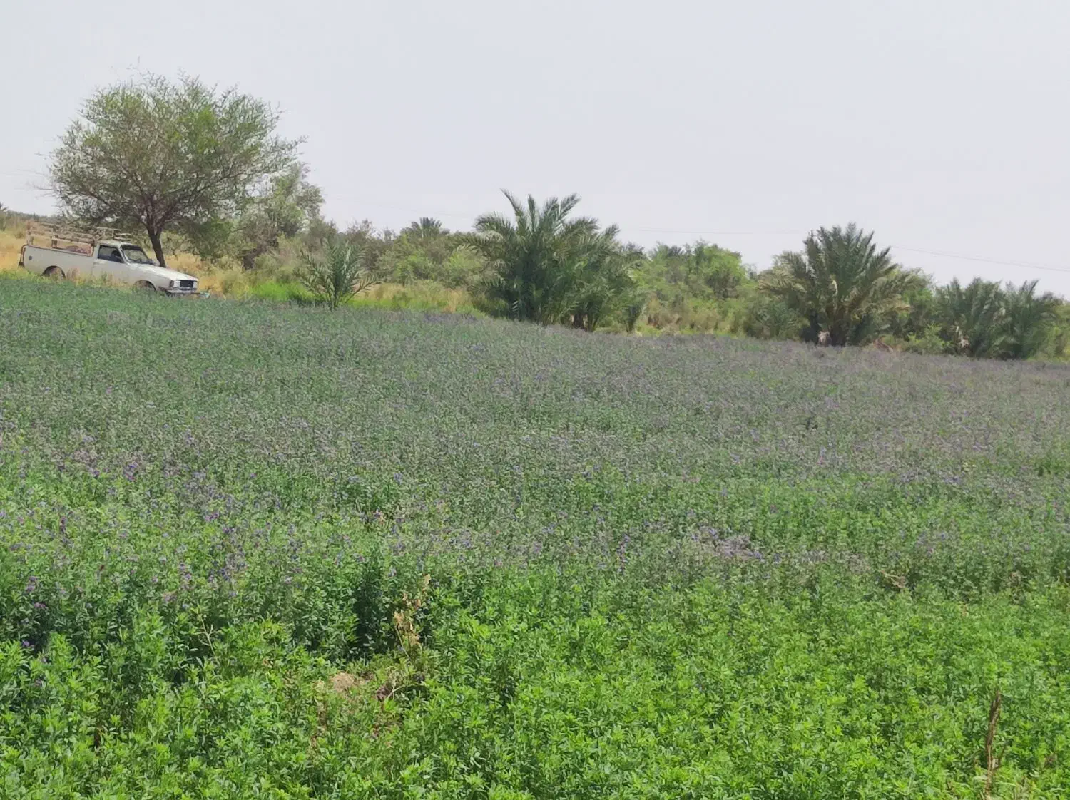 بذر یونجه محلی|خدمات باغبانی و درختکاری|جیرفت, |دیوار