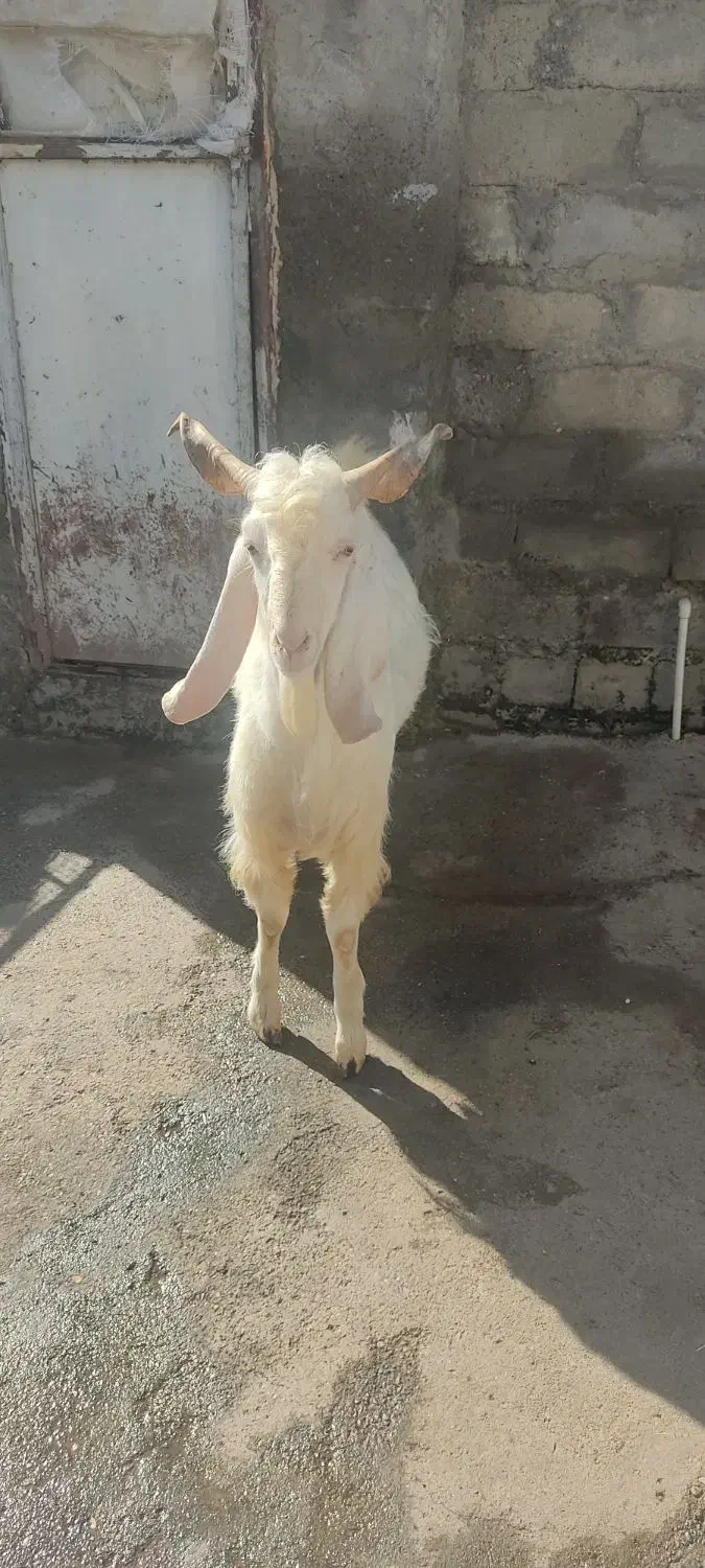 بز نر گلابی|حیوانات مزرعه|بیستون, |دیوار