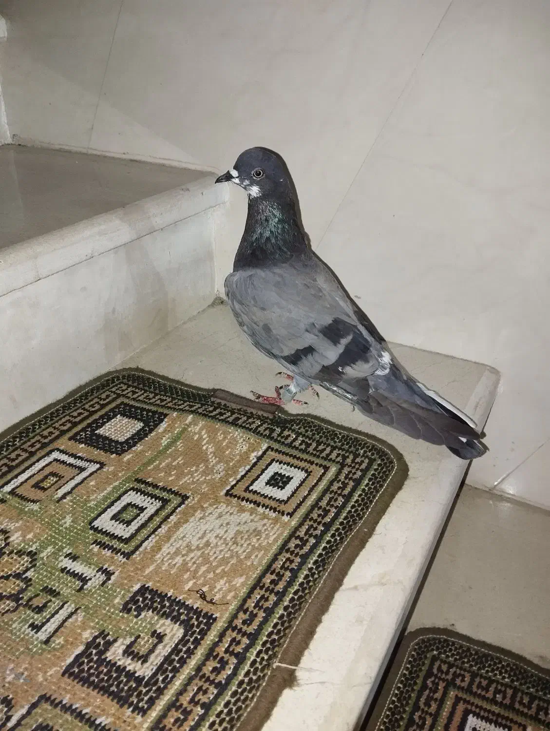 کبوتر تکپر|پرنده|دلند, |دیوار