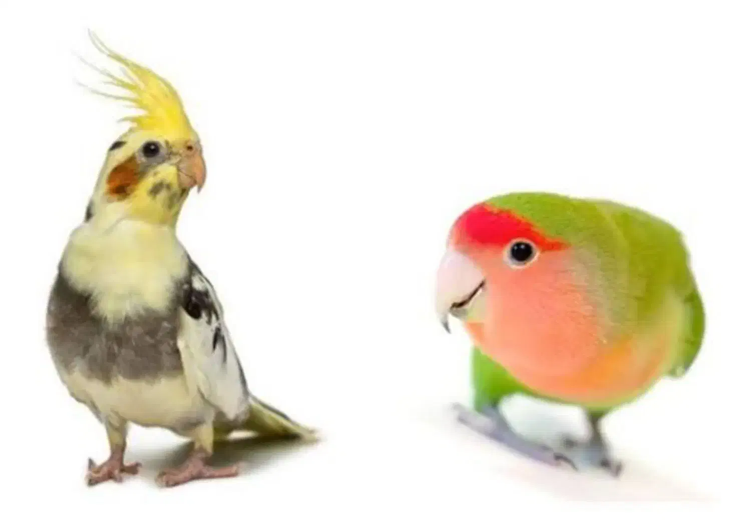 انواع عروس هلندی ، طوطی برزیلی ، قفس ، لانه ، دان|پرنده|دهگلان, |دیوار