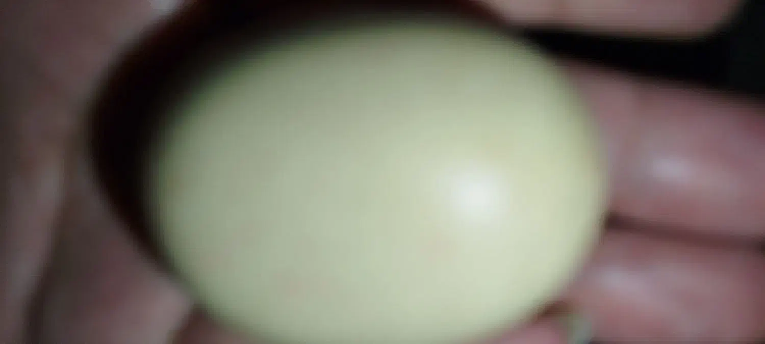 سنگهای تزئین به شکل تخم مرغ رسمی..بسیار زیبا|کلکسیون اشیاء عتیقه|یزد, |دیوار