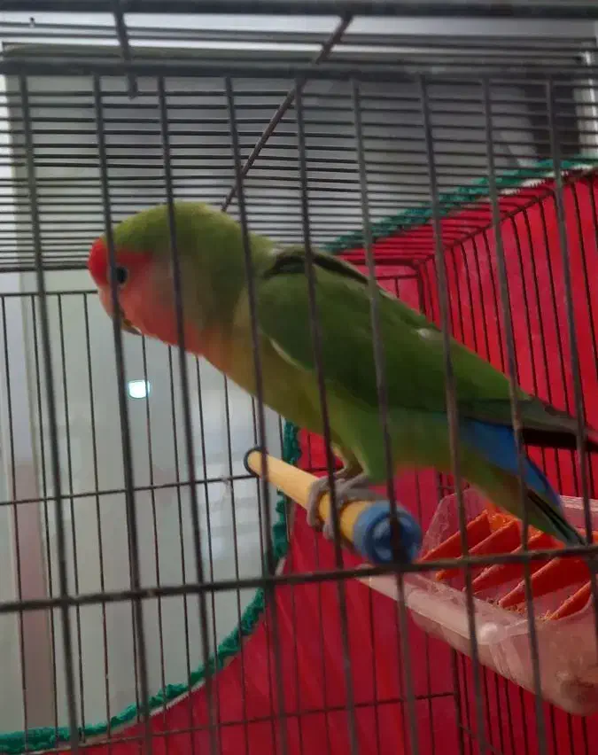 بر زیلی|پرنده|تاکستان, |دیوار