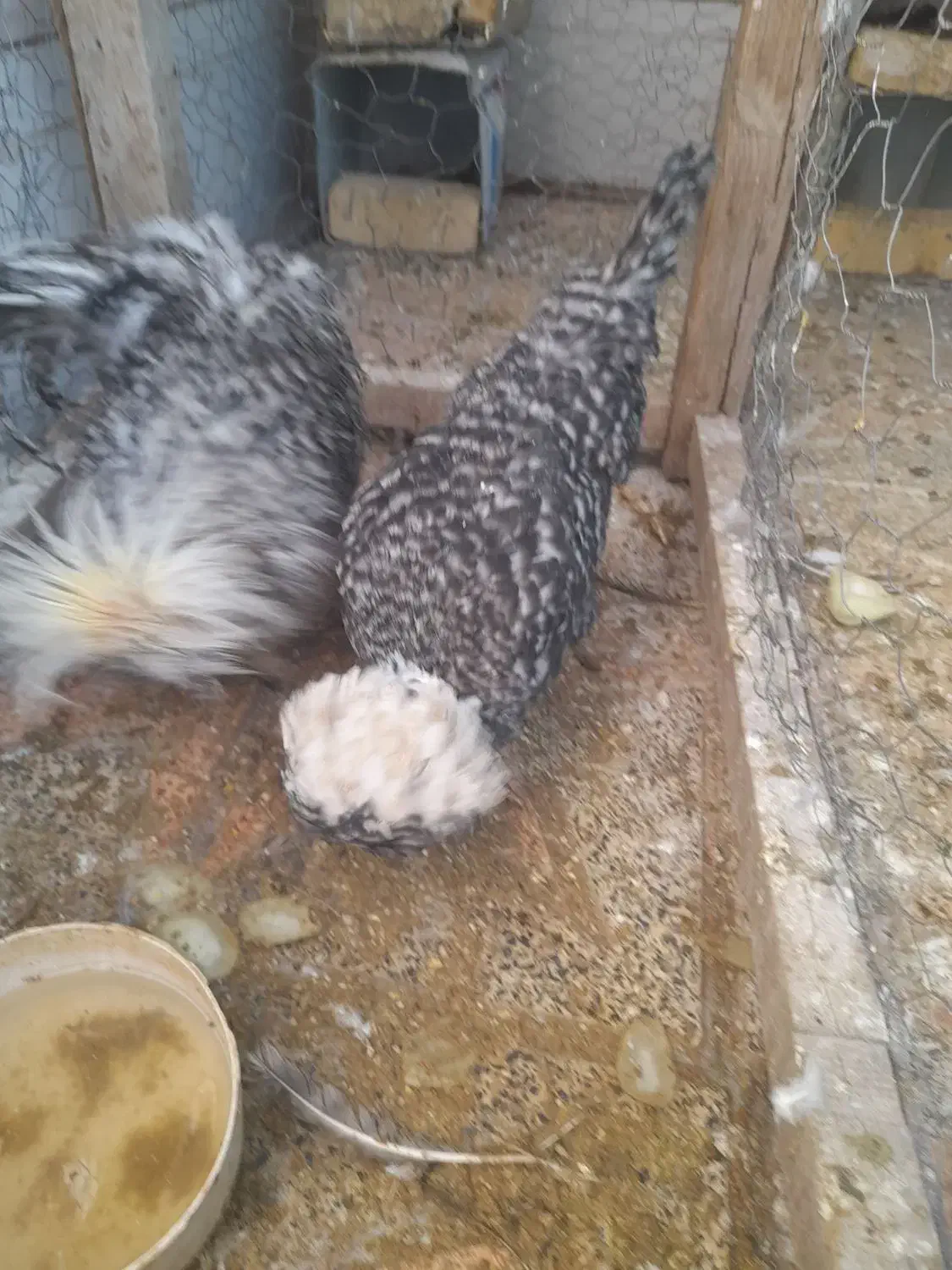 سلام  ۲عدد مرغ و خروس فروشی|حیوانات مزرعه|لنجان, |دیوار