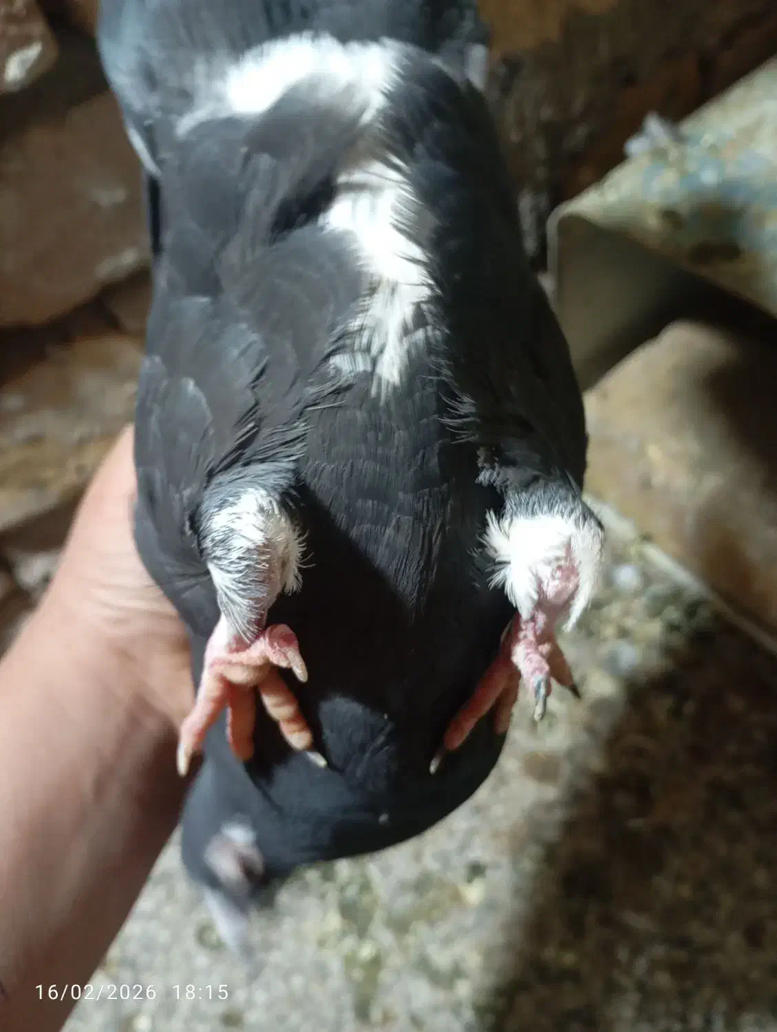 کفتر گمشده|حیوانات|رفسنجان, |دیوار