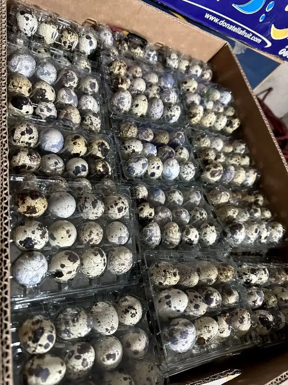 فروش تخم بلدرچین خوراکی و نطفه دار|خوردنی و آشامیدنی|اصفهان, ارغوانیه|دیوار