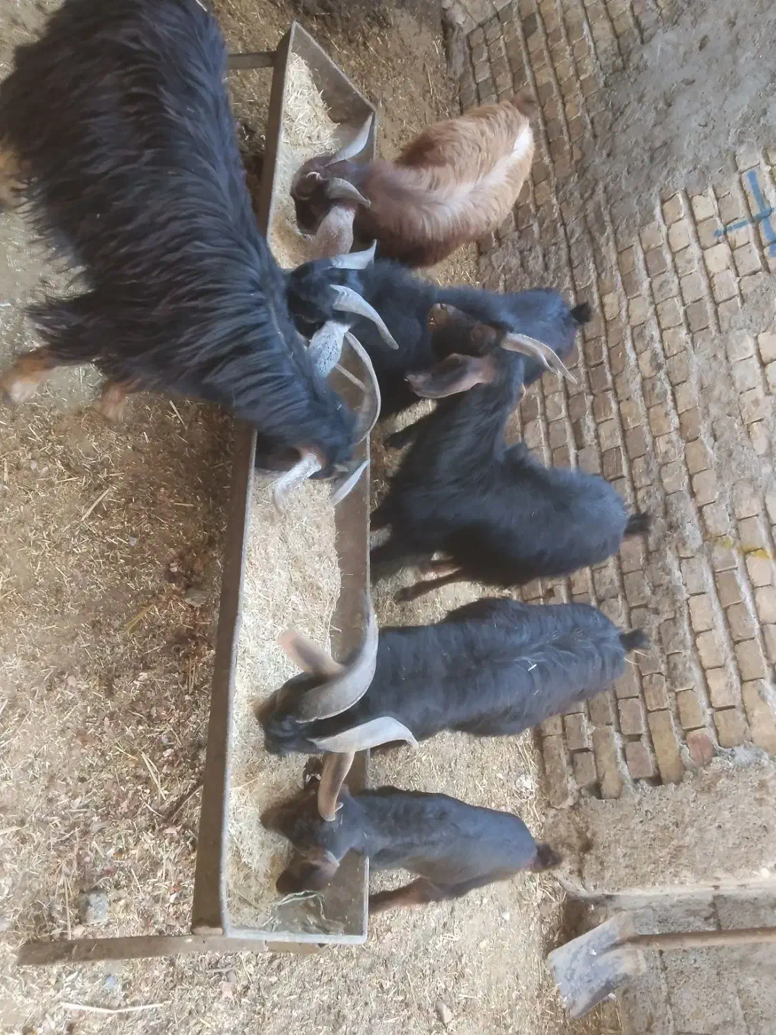 چپش فروش و گوسفند|حیوانات مزرعه|اندیمشک, |دیوار