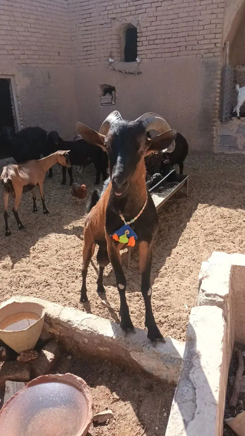 آلپاین|حیوانات مزرعه|گناباد, |دیوار