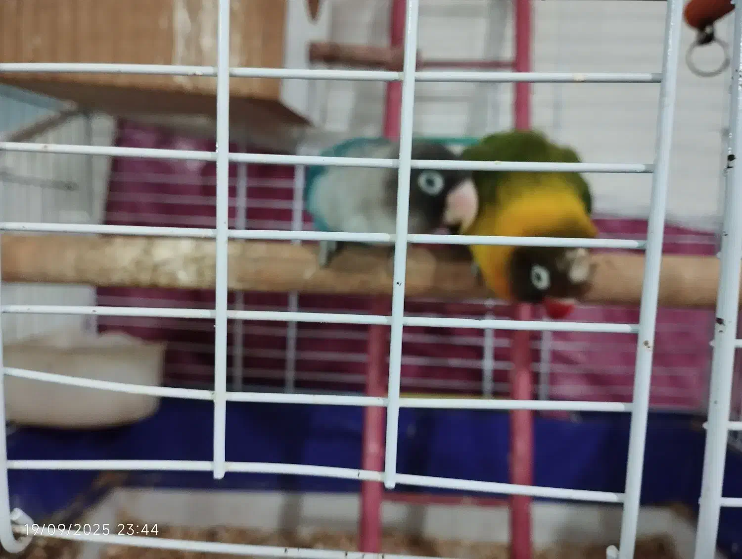 طوطی برزیلی|پرنده|خوی, |دیوار