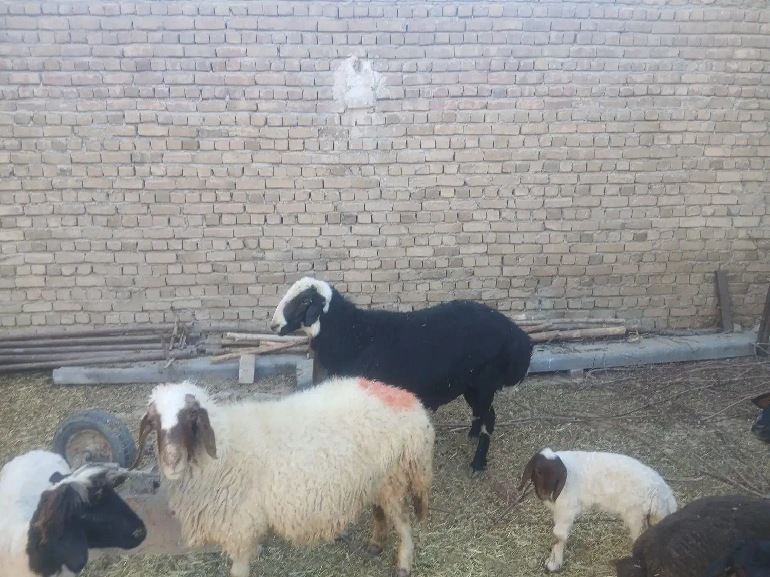 قوچ|حیوانات مزرعه|زاغه, |دیوار