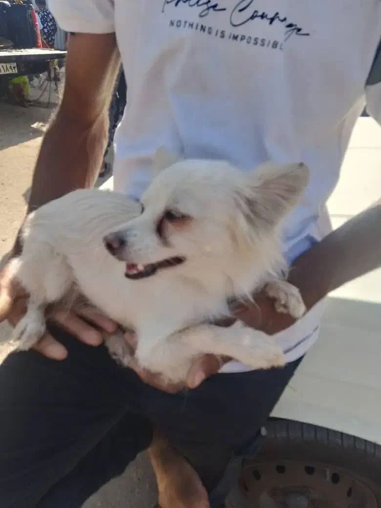 «فروش سگ خانگی»|سگ|بندرعباس, |دیوار