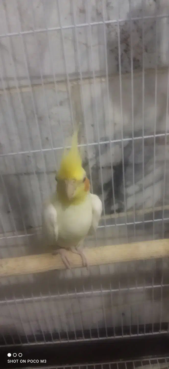 عروس هلندی لوتینو|پرنده|خاش, |دیوار