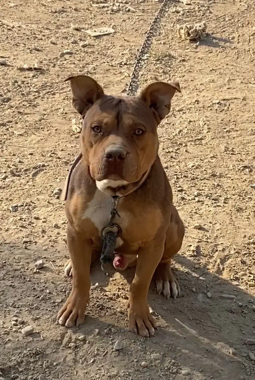 سگ ۸ ماه پیت بول رنگ خاص|سگ|تهران, خلیج فارس|دیوار