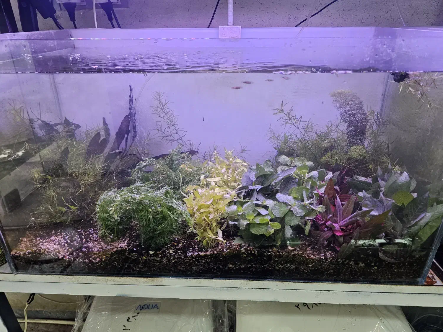 گیاه آکواریم|ماهی|بابل, |دیوار