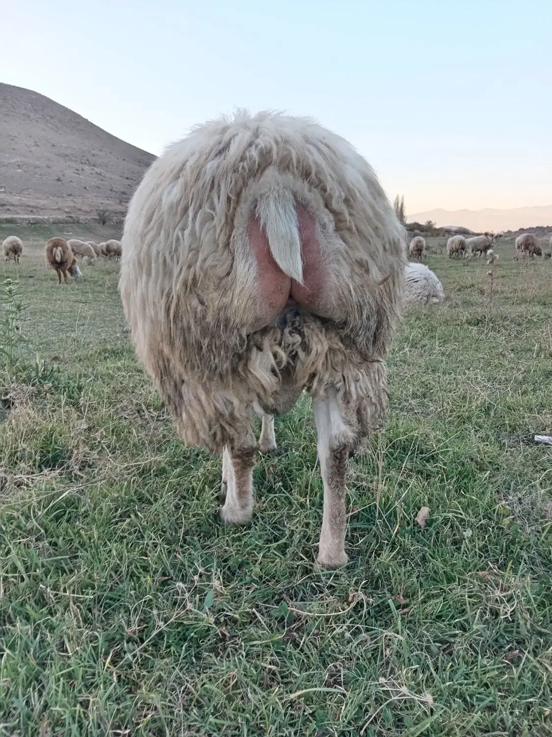 قوچ دامازدق|حیوانات مزرعه|مشگین شهر, |دیوار