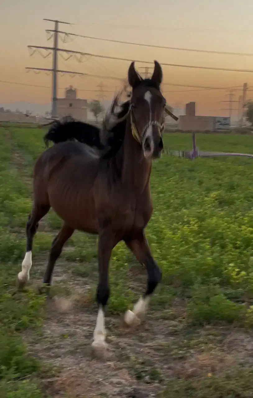 کره نریان اینده دار/|اسب و تجهیزات اسب‌سواری|بندرعباس, |دیوار