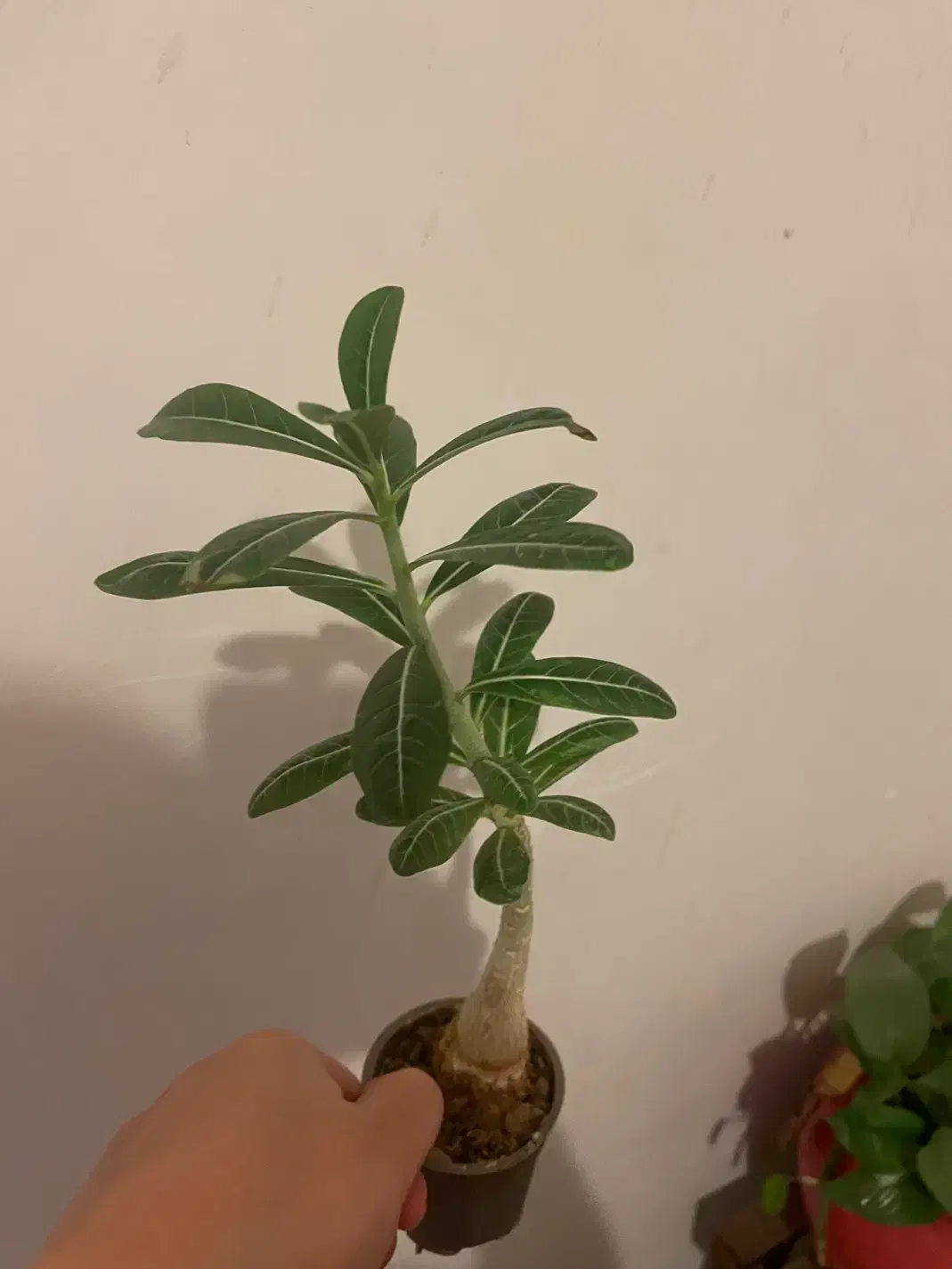 گل ادنیوم|گل و گیاه طبیعی|مشهد, شهید مطهری|دیوار