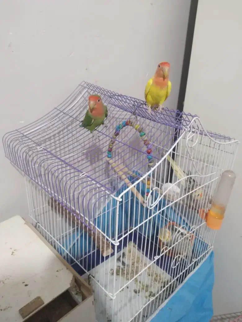 عروس برزیلی|پرنده|اهواز, کوی سعدی|دیوار