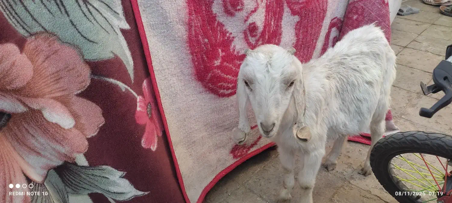 کره|حیوانات مزرعه|کرمان, |دیوار