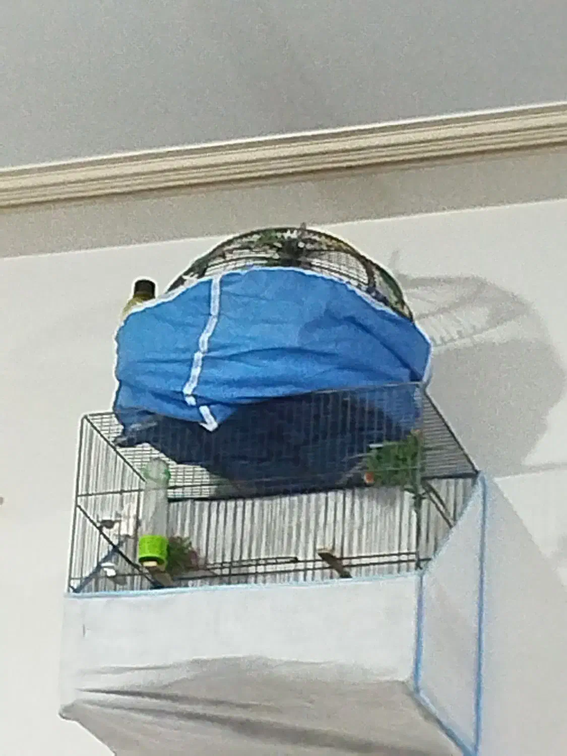 سهره خاکی|پرنده|ساوه, |دیوار