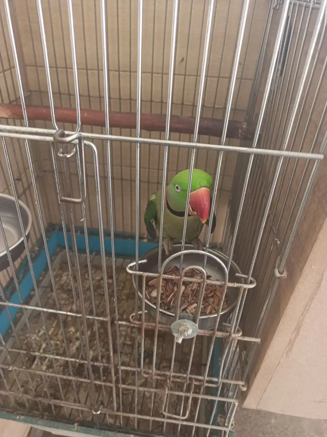 شاه‌طوطی|پرنده|اردبیل, |دیوار