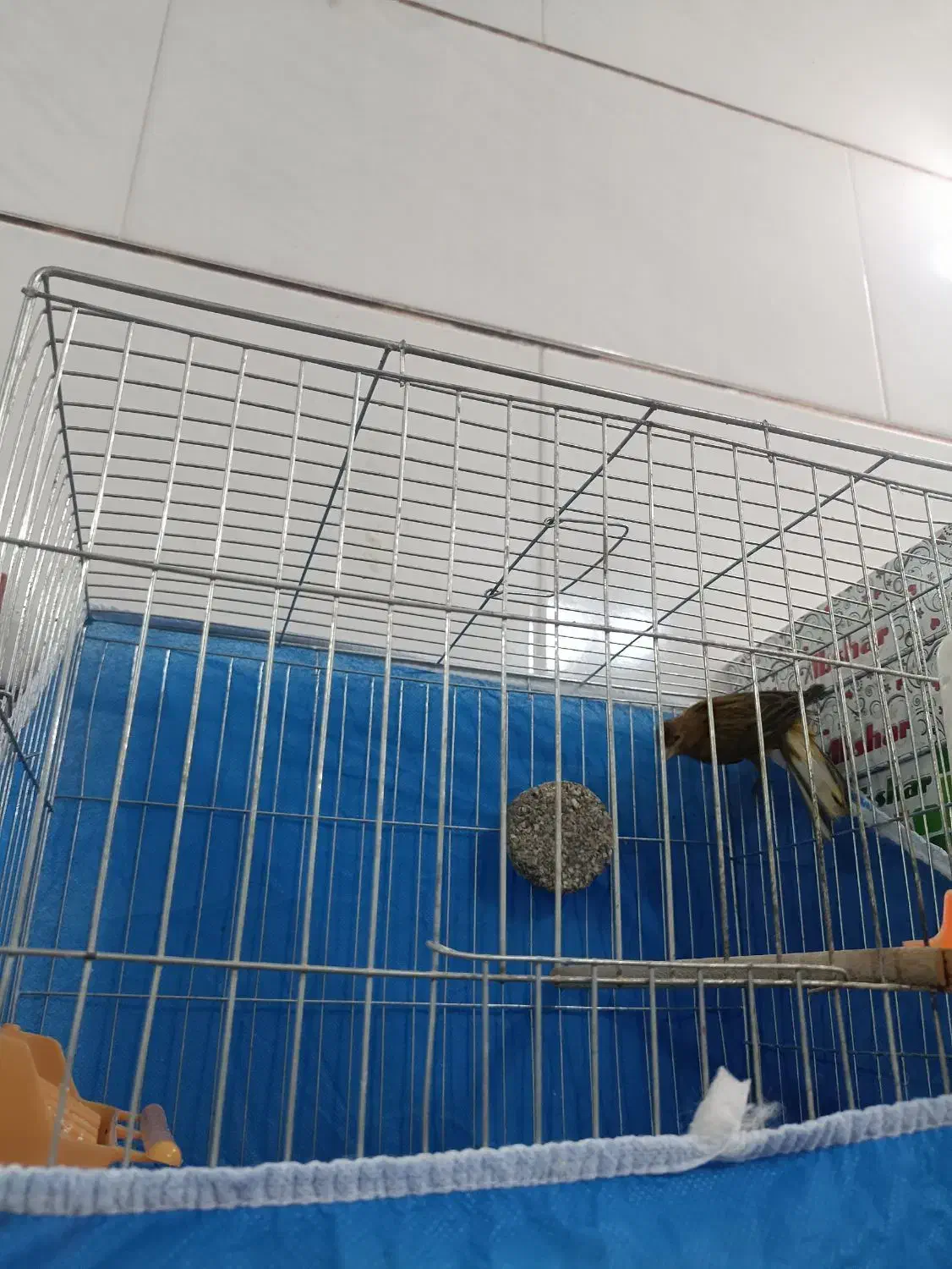 نر دارچینی دیوانه|پرنده|فولادشهر, زاینده رود|دیوار