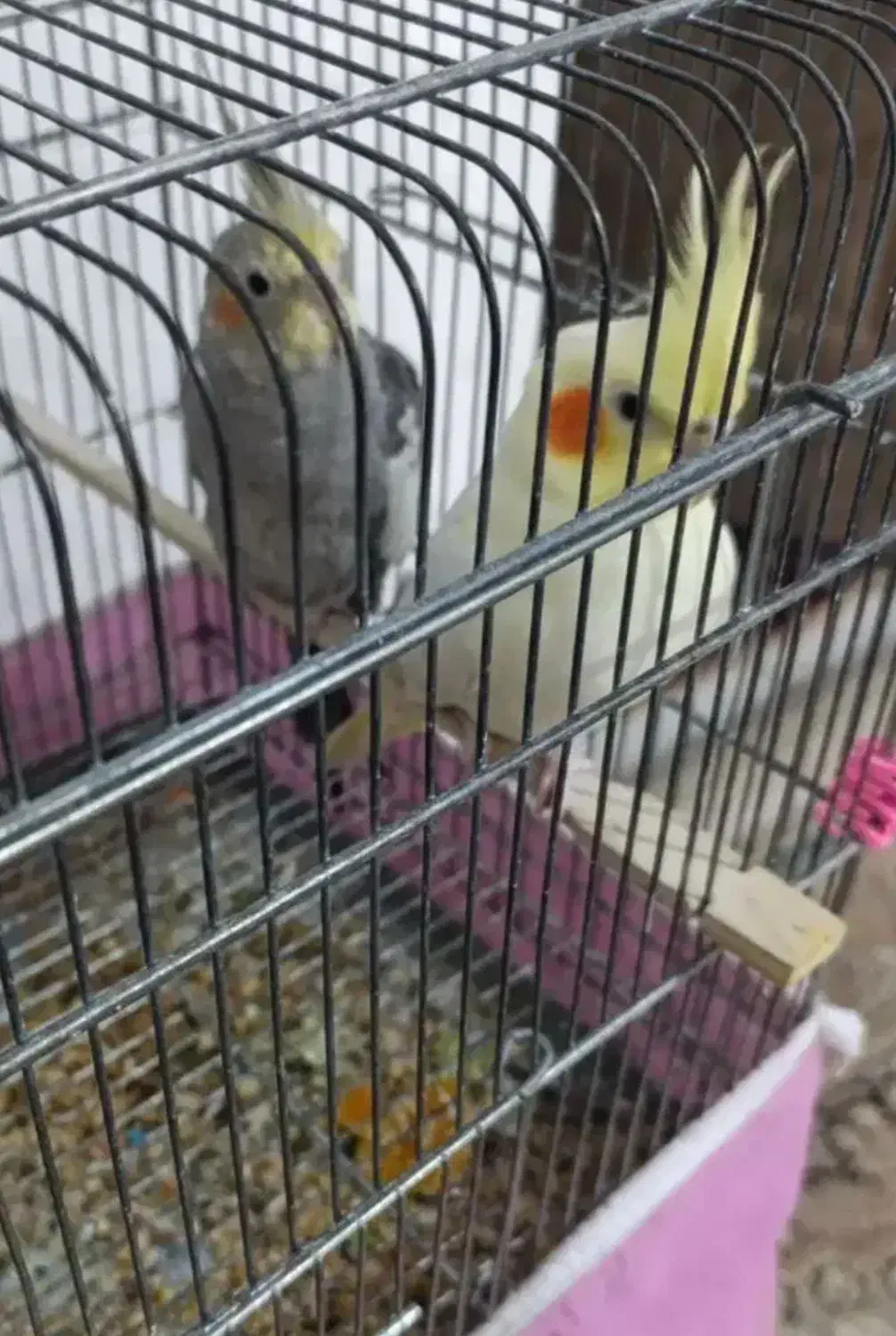 حراج حراج پرنده و محلی معاوضه دارم|حراج|علیآباد کتول, |دیوار