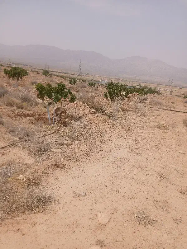 باغ 6ساله|فروش زمین و ملک کلنگی|فسا, |دیوار