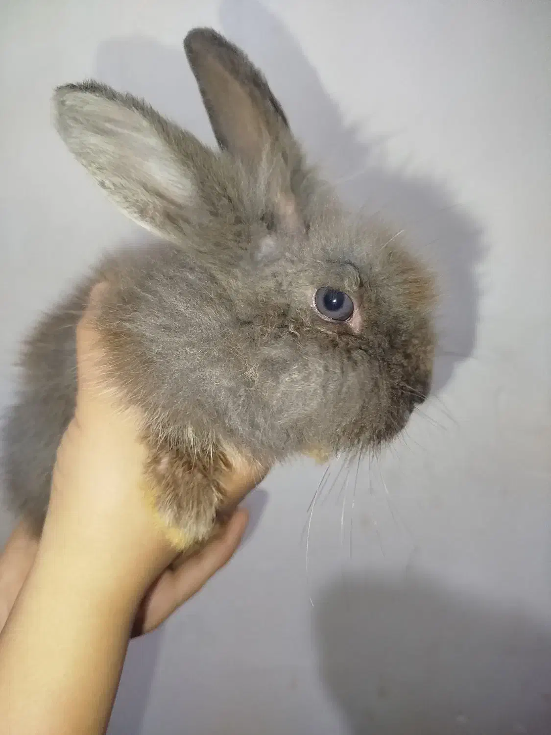 خرگوش لوپ|موش و خرگوش|سبزوار, شرق کال جنوبی (شمس آبادی)|دیوار