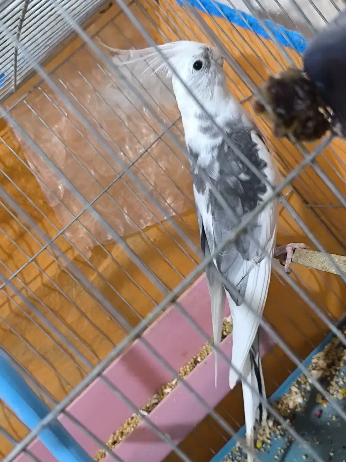 دوکت البینو شاه هیکیل|پرنده|باوی, |دیوار