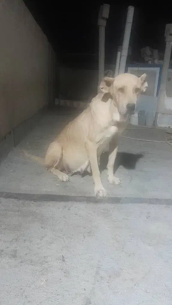 ماده عراقی سرابی پژدر|سگ|گرمسار, |دیوار