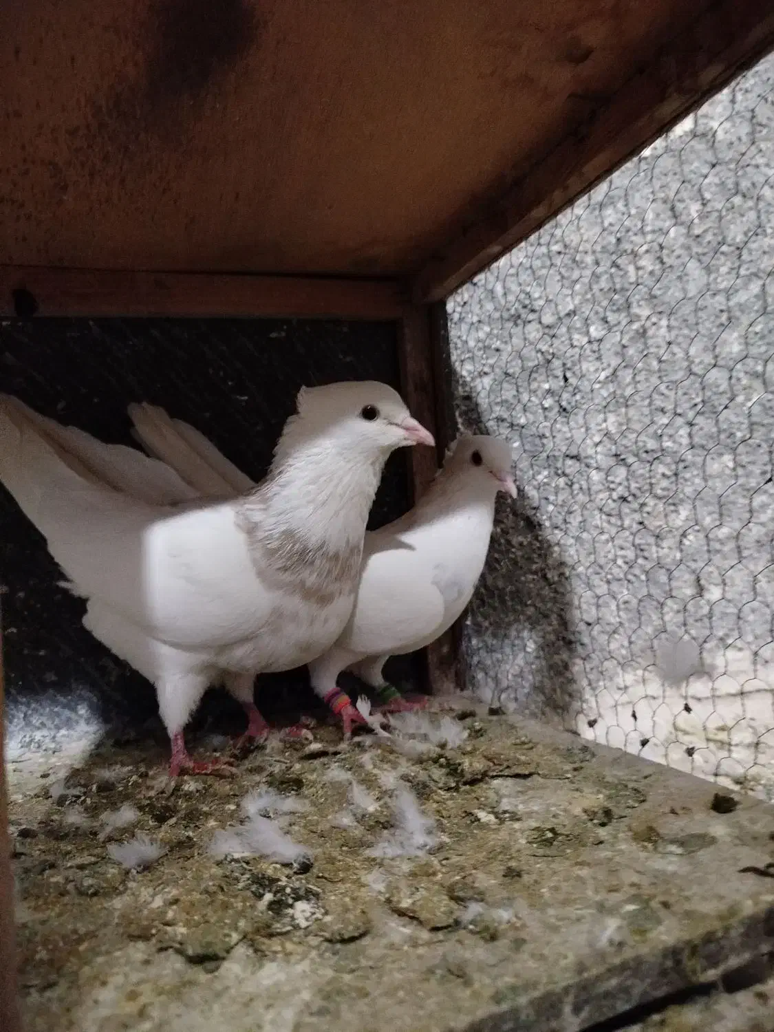 کبوتر طوقی|پرنده|سنندج, |دیوار