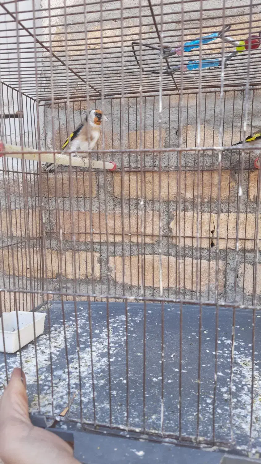 سهره وقناری|پرنده|کرمانشاه, |دیوار