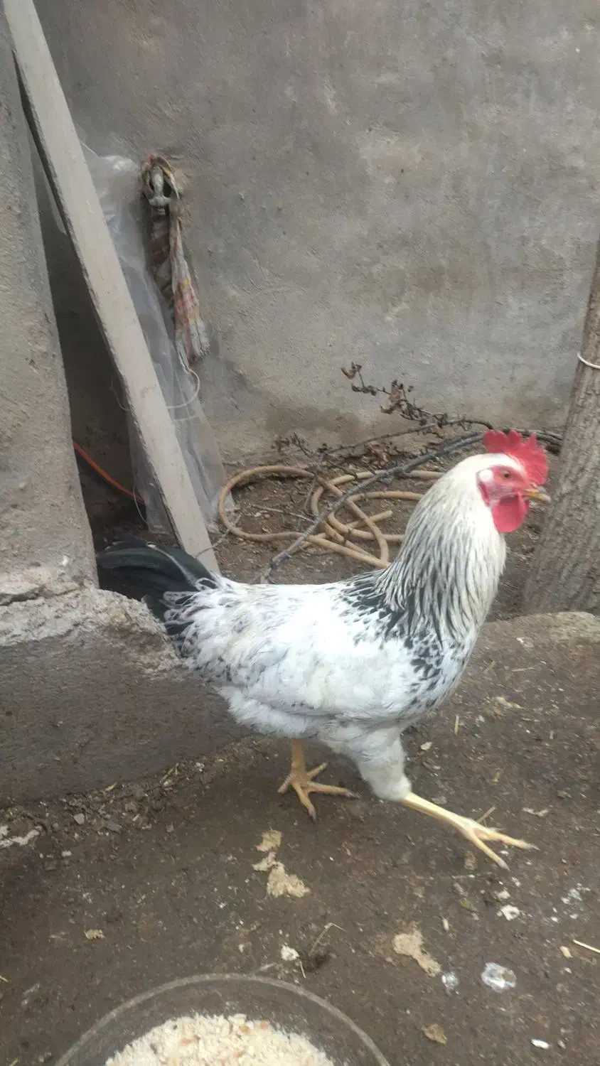 خروس|حیوانات مزرعه|شیروان (خراسان), |دیوار