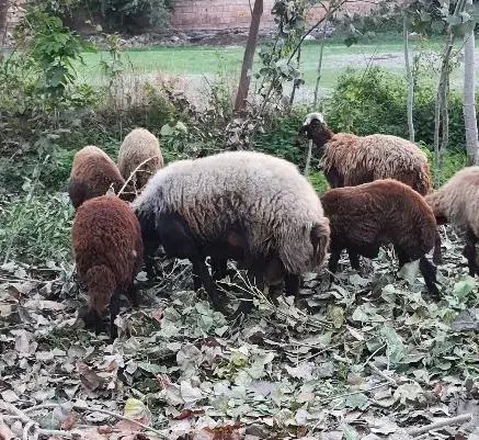 نر تخمی ۳ ساله|حیوانات مزرعه|بندر گز, |دیوار