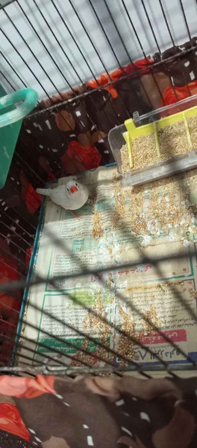 فنج ماده|پرنده|پاکدشت, پاکدشت (مامازند)|دیوار