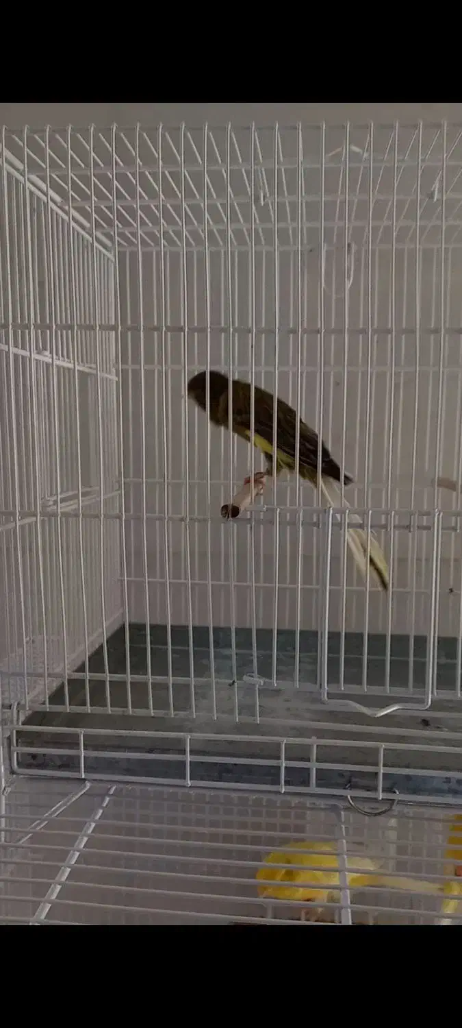 قناری رسمی سایز دار|پرنده|اصفهان, مصلی|دیوار