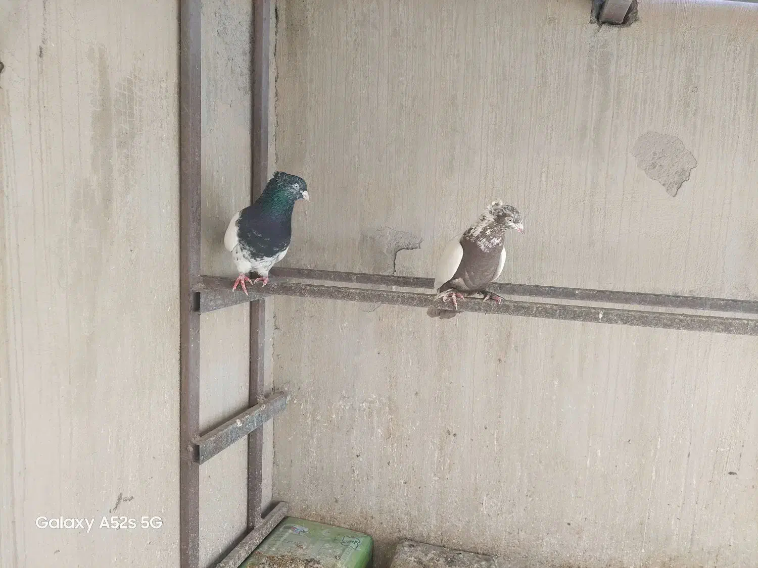 کبوتر|پرنده|قائن, |دیوار