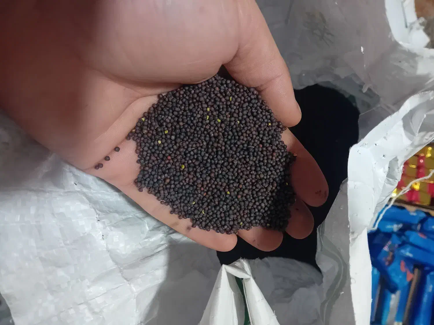 بذر کلزا هایولا ۵۰|گل و گیاه طبیعی|انبارآلوم, |دیوار